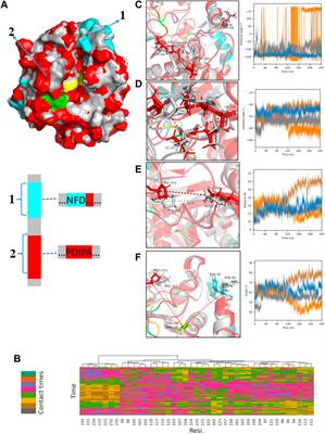 Green biosynthesis of rare DHA-phospholipids by lipase-catalyzed transesterification with edible algal oil in solvent-free system and catalytic mechanism study